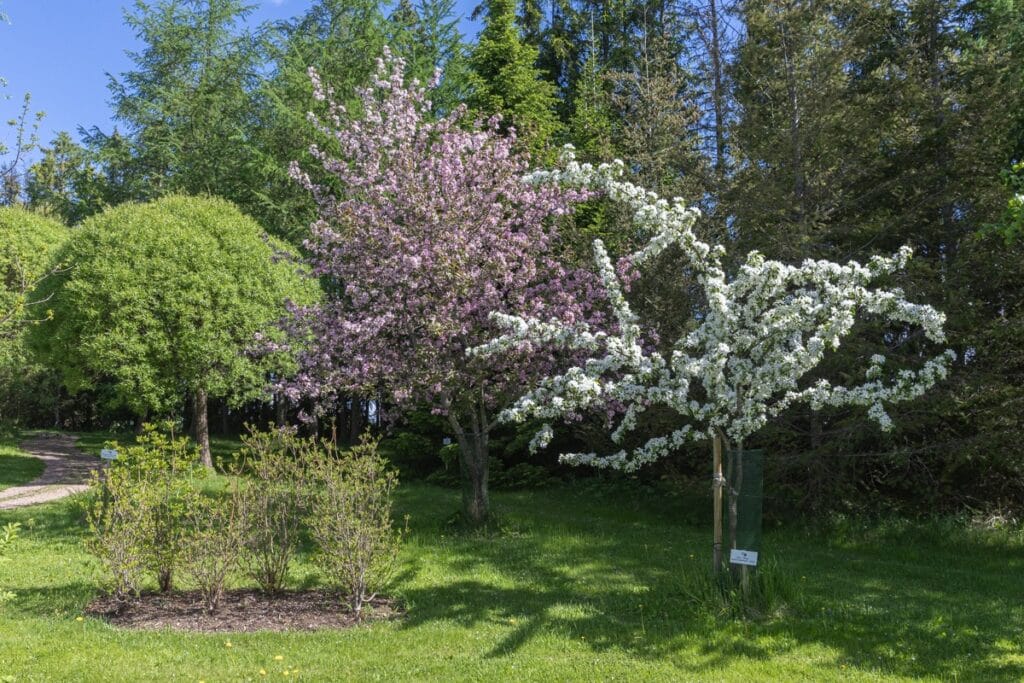 Arboretum Frickin alkukesää