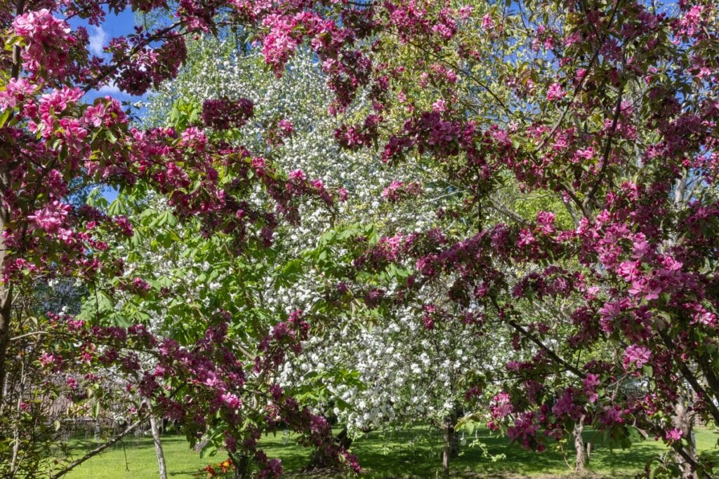 Arboretum Frickin alkukesää