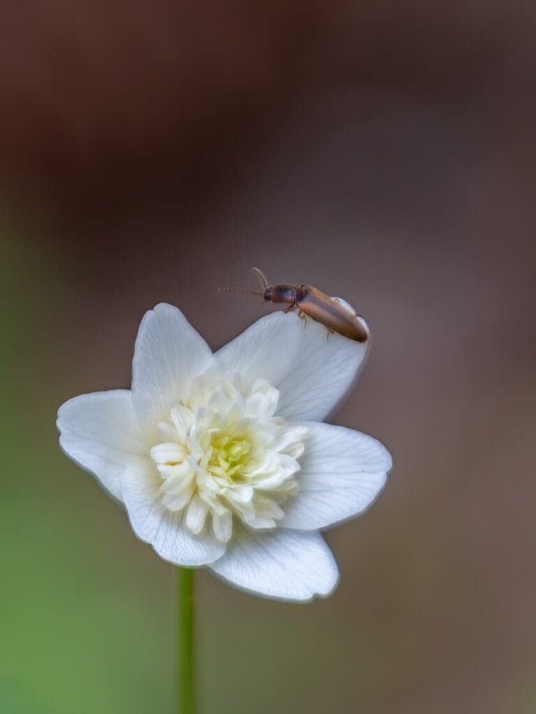 Arboretum Frick keväällä