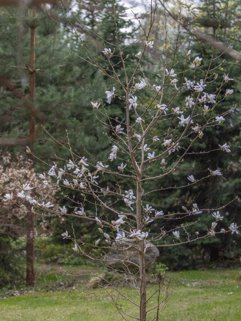Arboretum Frick keväällä