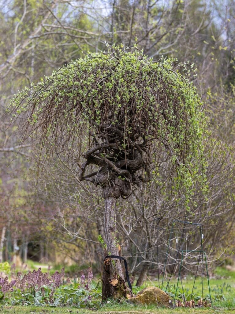 Arboretum Frick keväällä
