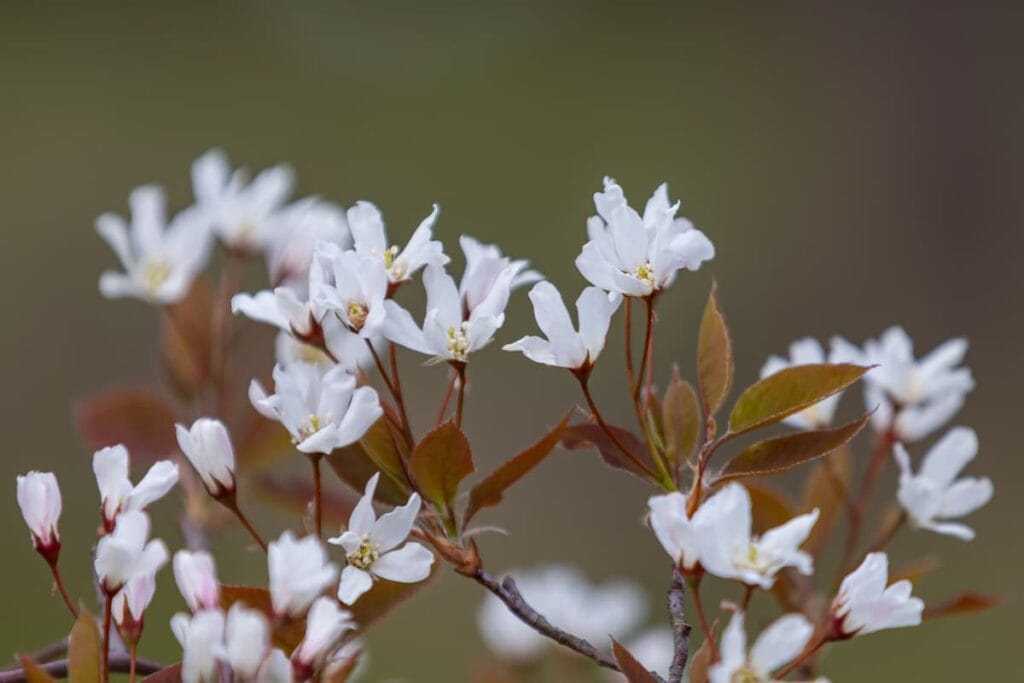 Arboretum Frick keväällä