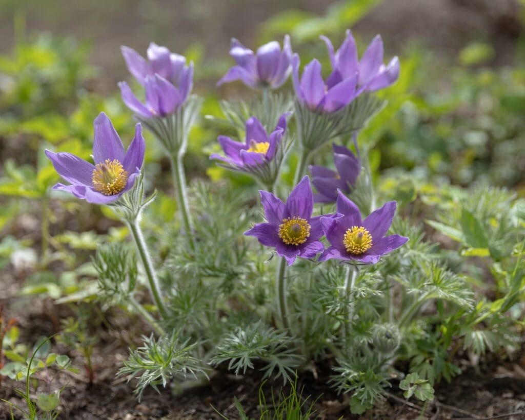 Arboretum Frick keväällä