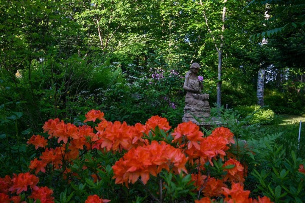SUOMALAINEN ALPPIRUUSU (Rhododendron)