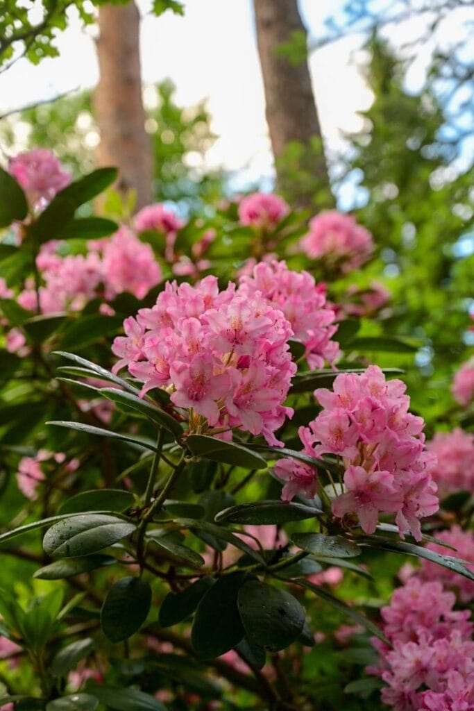 SUOMALAINEN ALPPIRUUSU (Rhododendron)