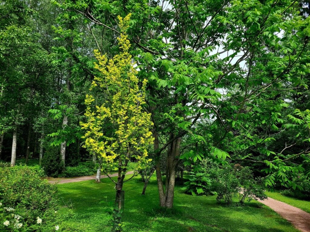 Kultajalava